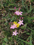 Pink-Centaury